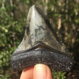 Megalodon Shark Tooth 3.  13 " Extinct Fossil No Repair/no Restoration (wt3 - 165)