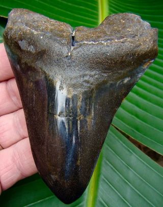 Megalodon Shark Tooth - 4 & 1/8 In.  Real Fossil Sharks Teeth - Jaw
