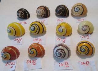 Polymita Spectacular Shell Group Of 12 Assorted Beauties (a)