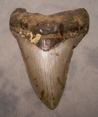 Megalodon 4 3/16 " Shark Tooth Teeth Extinct Jaw Fossil Scuba Diver Megladon