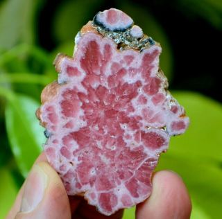 70 Mm Rhodochrosite Stalactite Flower From Argentina Aaa Rare