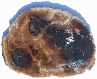 Very Large,  Polished Sweet Home,  Or Petrified Wood Round - Beech