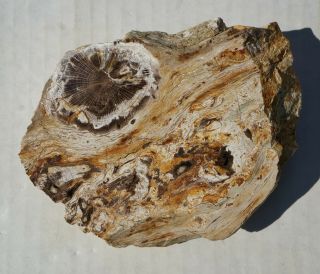 Petrified Wood MOUNTAIN MOHAGANY in BOG Polished End 4 - 3/8 