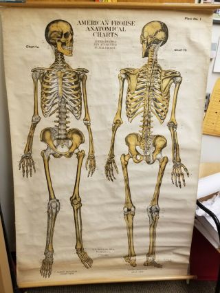 Vintage American Frohse Anatomical Charts - Human Skeleton Plate 1