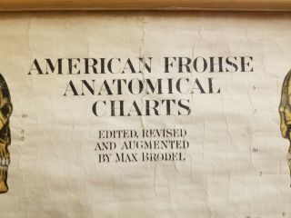 Vintage American Frohse Anatomical Charts - Human Skeleton Plate 1 2