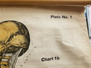 Vintage American Frohse Anatomical Charts - Human Skeleton Plate 1 3