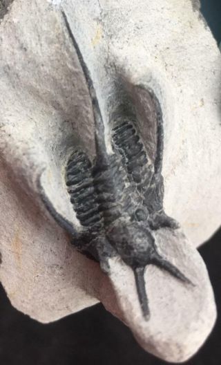 Nicely Preserved Cyphaspis Tafilalet Trilobite Fossil From Morocco (s7)