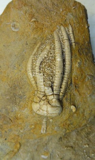 Crinoids - Mississippian Period - Phanocrinus Bellulus With Stem - Bpb6