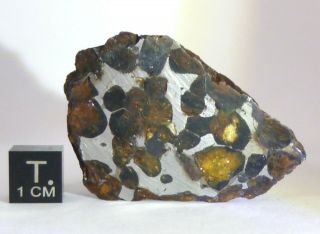Meteorite Sericho - Pallasite Habaswein Kenya Olivine - Endcut 52.  6g