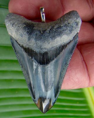 Megalodon Shark Tooth Necklace - Bone Valley - 2 In.  Pendant With Necklace