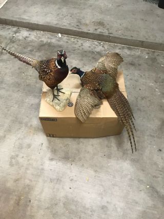 2 Vintage Large Ringneck Rooster Pheasant Flying Standing Taxidermy Mounted