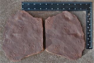 Footprints In Concave And Convex Set.  El Pueblo,  Nm Early Permian Site.