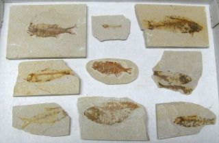 Extinctions - Flat Of 9 Fossil Fish Plates,  3 Diff Types,  Phareodus