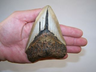 5.  00 Inch Megalodon Fossil Shark Tooth Teeth - 8.  1 Oz - Not Dinosaur