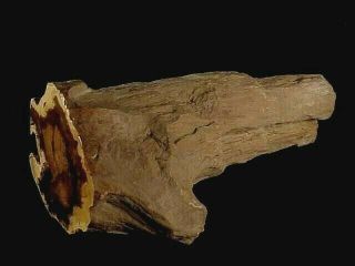 Rw 9 3/4 " Long Over 7 Pounds.  " Petrified Wood Limb " From Oregon