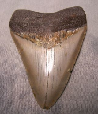 Megalodon Shark Tooth 4 1/8 " Fossil Teeth Jaw Megladon Scuba Dive Meg Big