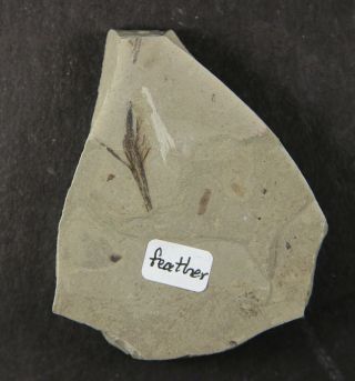 Fossil Feather– Eocene
