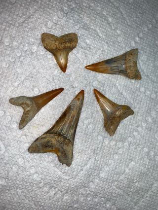 5 Bakersfield Fossil Sharktooth Hill Shark Teeth Isurus Hastalis Mako Extinct