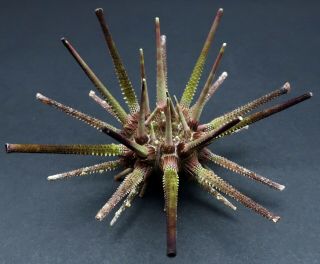 With Spines: Prionocidaris Australis 100.  8 Mm Australia Sea Urchin