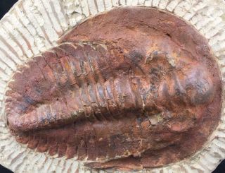 Large Andalusiana Trilobite Fossil From Morocco (s11 - 8)