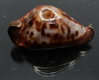 Seashell Cypraea Zoila Friendii Friendii Interesting