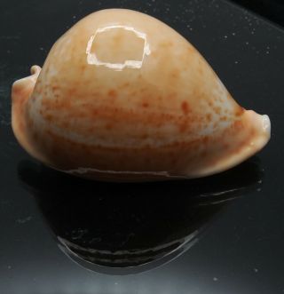 Seashell Cypraea Armeniaca Selected