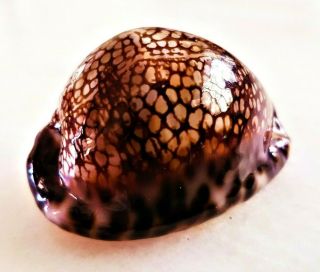 Seashell Cypraea Maculifera Hawaiiensis Exceptional Shell