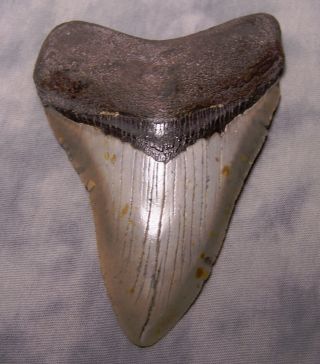 Megalodon Shark Tooth 4 7/8 " Fossil Teeth Jaw Megladon Scuba Dive Meg Huge
