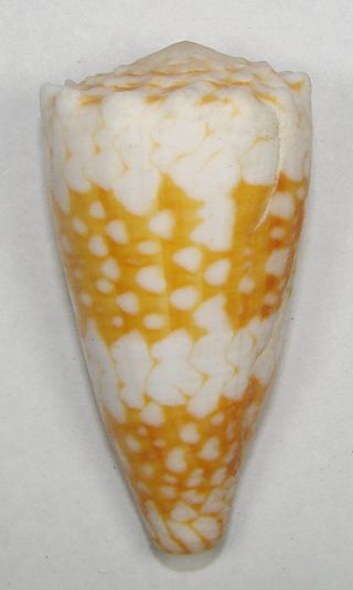 Conus Bandanus Mozoii 49.  00mm Rare Specimen Palawan,  Philippines