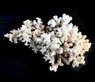 Natural White Coral Reef Specimen Sea Ocean Coastal Aquarium Large 11lbs 16”