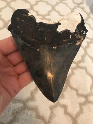 Quality Megalodon Tooth.  Fossil Shark Teeth