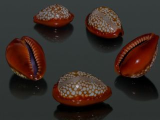 Seashell Cypraea Citrina Dauphinensis Dark Pattern 20.  4 Mm Gem