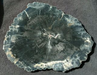 Detailed Araucaria Sp.  Slab,  Upper Triassic,  Chinle Fm. ,  Apache County,  Arizona