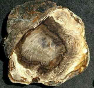 Rare Conifer Slab,  Miocene,  Spring Shale,  Australia