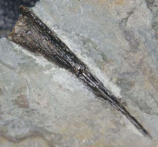 Big Silurian Fossil Fish Fin Spine