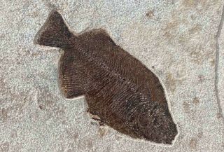 A Fossil Fish Phareodus Encaustus From The Eocene Of Wyoming