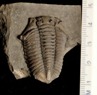 Fossil Trilobite - Flexicalymene Croneisi From Ontario