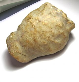 951 Grams Large Oregon Fossil Limb Cast Specimen 84mm X 111mm