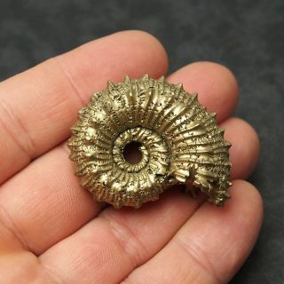 44mm Kosmoceras Sp.  Pyrite Ammonite Fossils Callovian Fossilien Russia