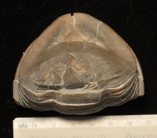 Fossil trilobite - Isotelus brachycephalus from Ohio 2