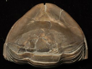 Fossil trilobite - Isotelus brachycephalus from Ohio 3