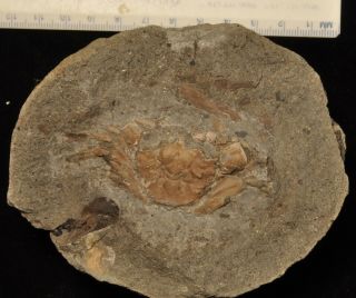 Fossil Crab - Longusorbis Cuniculosu From British Columbia