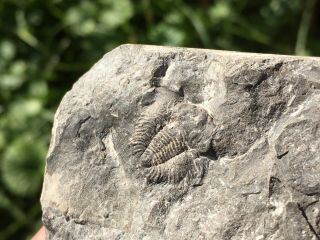 Rare Undescribed Species - Lichid Trilobite From Canada Ordovician Fossil Aeons