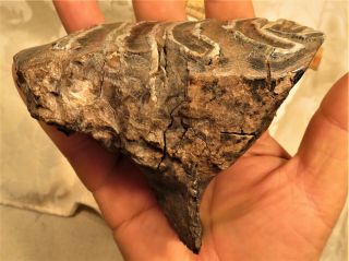 Oregon Fossil Woolly Mammoth Tooth Pleistocene 4 1/2 " Gravel Pit Find