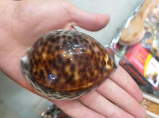 Cypraea tigris rusty body from Philippines very large size 132 mm 3