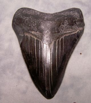 Megalodon Shark Tooth 3 7/8 " Fossil Teeth Jaw Megladon Pitch Black Meg Dive