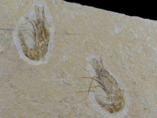 2 Two Fossil Shrimp Carpopenaeus Sp Cretaceous Age Hjoula Lebanon Stand