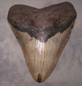 Megalodon Tooth 5 11/16 " Shark Teeth Fossil Jaw Megladon Scuba Dive Meg Giant