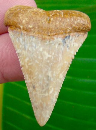 Great White Shark Tooth - 1 & 13/16 Chile - Flawless - Chilean - U.  S.  Ship