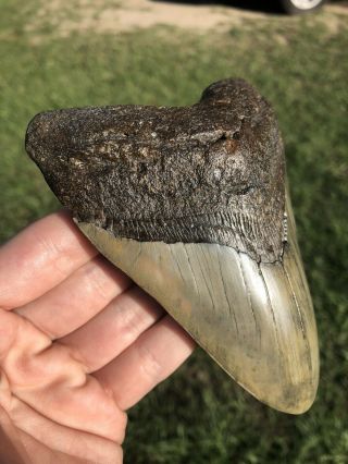 Huge 4.  96” Megalodon Tooth Fossil Shark Teeth 2